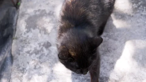 Black Cat Looking Up Stock Footage 293154702
