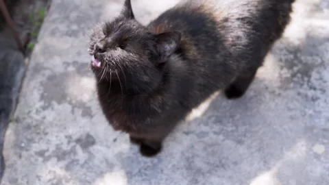 Black Cat Looking Up Stock Footage 293197764