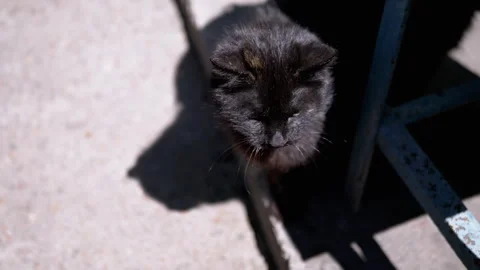 Black Cat Looking Up Stock-Footage 293201016