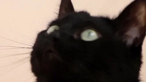 Black Cat Looking up Left and Right Video stock 295975789