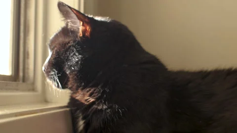 Black cat looking out window. Stock Footage 133155075