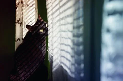 Black cat looking outside through the window blinds. Stock Photos
