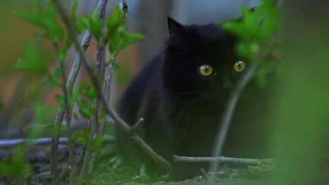 Black cat is looking for something Stock Footage 74448538