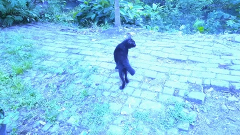 Black Cat, Looking for Something Stock-Footage 333985327