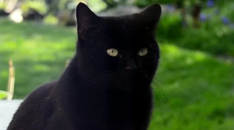 Black Cat looking through window Stock Footage 10898025