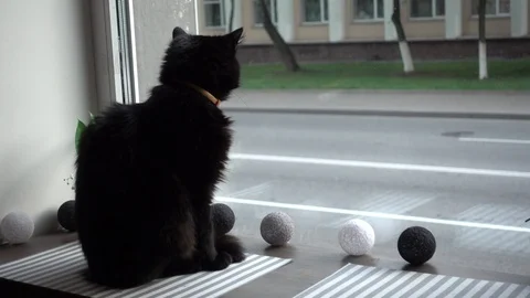 Black cat looking through window Stock Footage 108283131