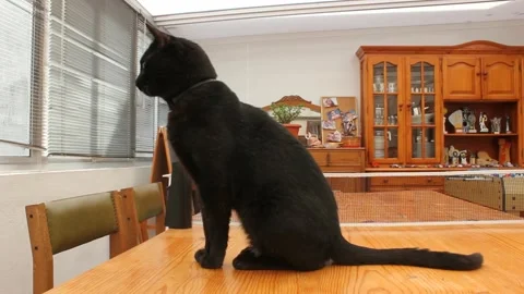 Black cat looking through the window Stock Footage 217026655