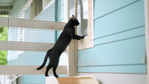 A black cat is looking through the window. 库存影片 252108817