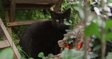 Black cat looking tinto camera Stock Footage 143088783