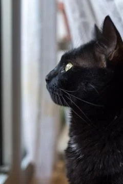 Black cat looking from the window Stock Photos