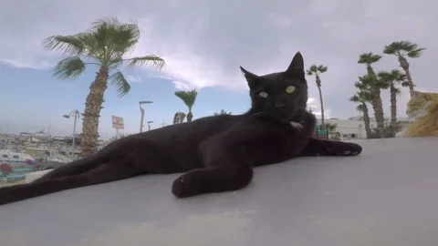 A black cat looks into the camera and on both sides, lies on the street, in the Stock Footage 95224530