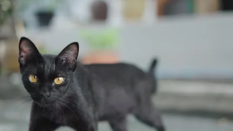 A black cat looks at the camera, shows interest, and then walks away. 库存影片 311843192