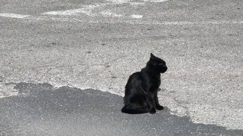 Black cat looks 動画素材 82688576