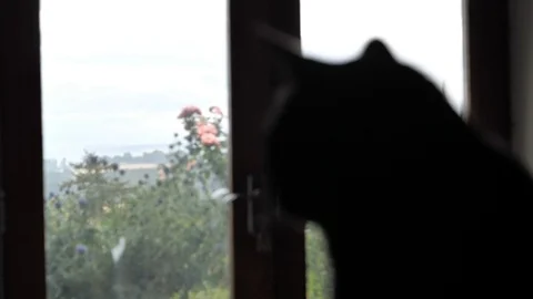 A black cat looks out the window Stock Footage 116492273