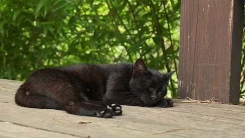 A black cat is lying and basking in the sun Stock Footage 160340720