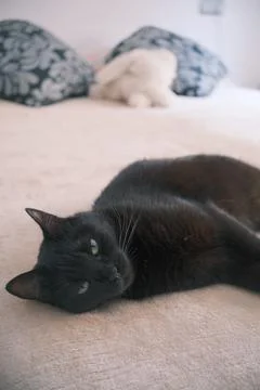 Black cat lying on bed looking at camera. Stock Photos