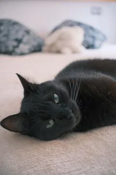 Black cat lying on bed looking at camera. Stock Photos
