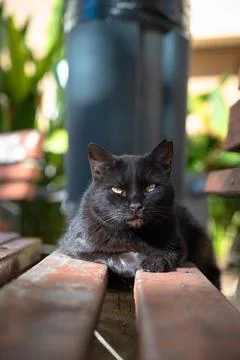 A black cat is lying on the bench Stock Photos