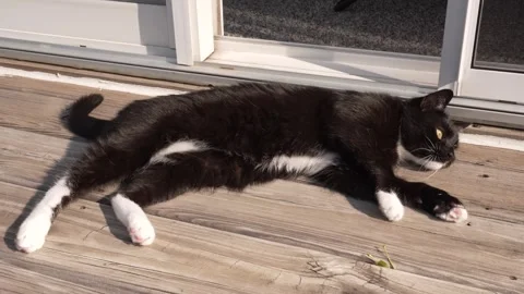 Black cat lying calmly on the balcony floor Stock Footage 344310277