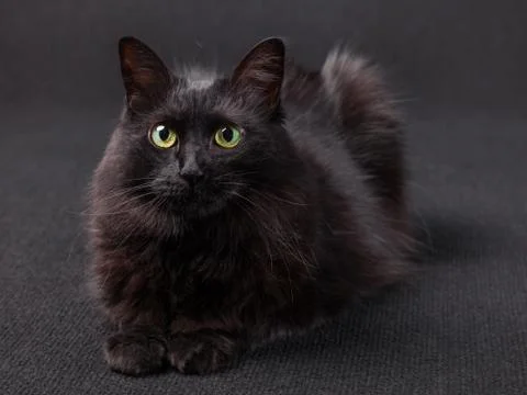 Black cat lying down facing the camera on a dark background. Stock Photos