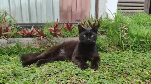 A  black cat lying down on the green grass Video stock 337290680