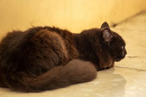 A black cat lying down Stock Photos