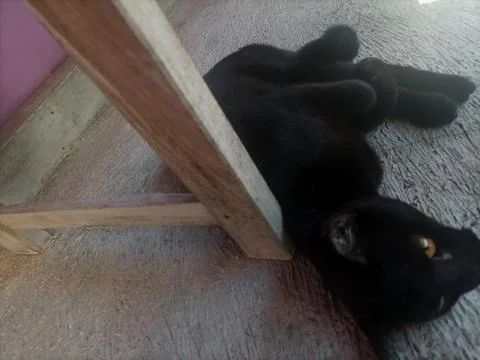 Black Cat Lying Down Foto stock