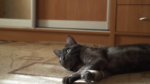 Black cat lying down playing with a toy 스톡 동영상 256056611