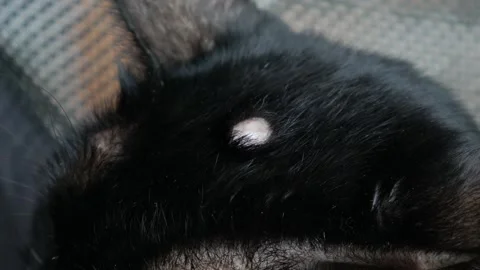 Black cat lying down, showing a visible lump or tumor on its forehead Stock Footage 324114727
