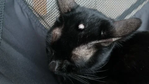 Black cat lying down, showing a visible lump or tumor on its forehead Stock Footage 324805331