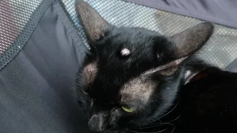 Black cat lying down, showing a visible lump or tumor on its forehead Stock Footage 324805387