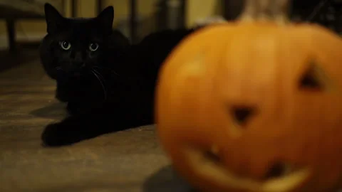 Black cat lying on the floor Stock Footage 320466203
