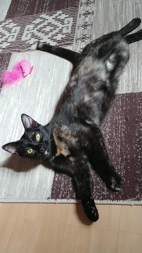 Black Cat Lying On The Floor On His Back, Trying To Sleep. Happy Cat  Stock Footage 231222945