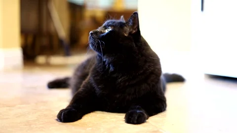 Black cat lying on the floor, looking around Stock Footage 320466227