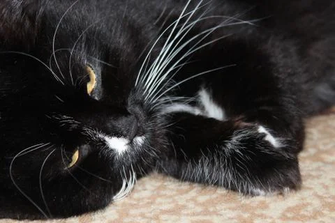 Black cat lying on the floor Stock Photos