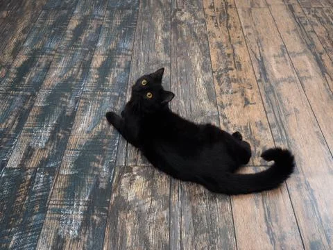 Black cat lying on the floor. The view from the top Stock Photos