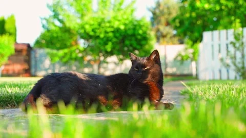 Black cat lying on green grass in sunny garden Stock Footage 337309599