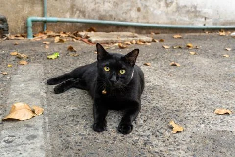 A black cat lying on the ground Stock Photos