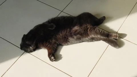 Black cat lying on its back in a funny, odd position on a tiled floor, enjoying Stock Footage 304656290