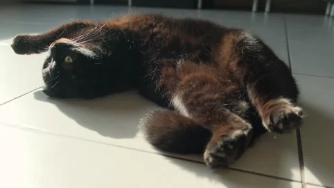 Black cat lying on its back in a funny, odd position on a tiled floor, enjoying Stock Footage 305448246