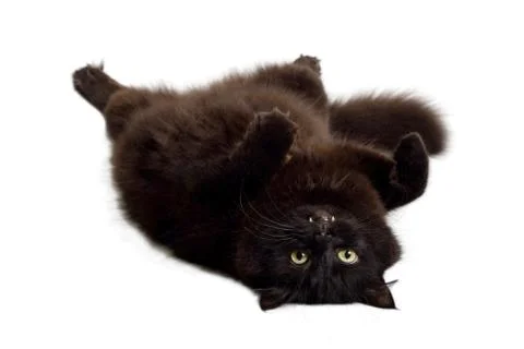 Black cat lying on it's back Stock Photos