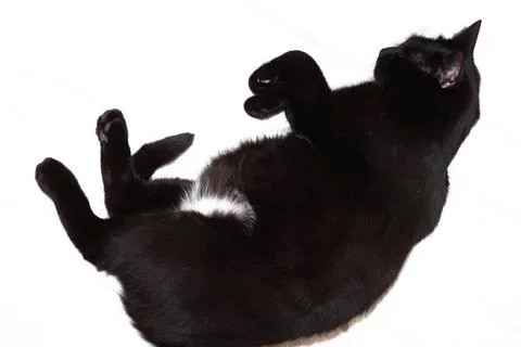 The black cat is lying on its side, its belly is open. Isolated on a white Stock Photos