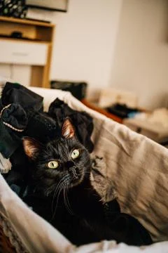 Black cat lying in the laundry basket. Stock Photos