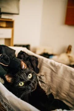 Black cat lying in the laundry basket. Stock Photos