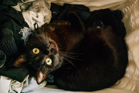 Black cat lying in the laundry basket. Stock Photos