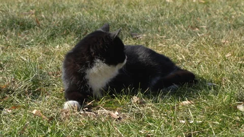 Black cat lying on the lawn basking in the sun Stock Footage 262948173