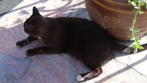 Black cat lying on marble flooring near tile pot Stock Footage 141306986