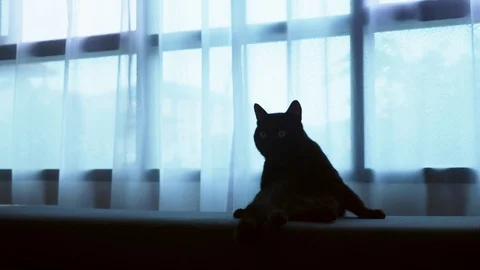 A black cat is lying on a ottoman against the background of a large window with Stock Footage 99416533