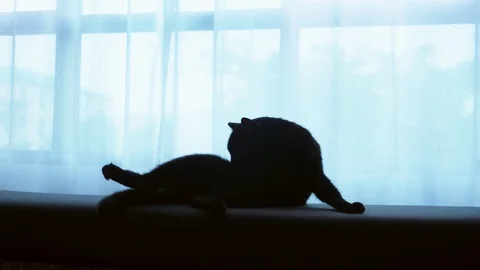 A black cat is lying on a ottoman against the background of a large window with Stock Footage 99417109