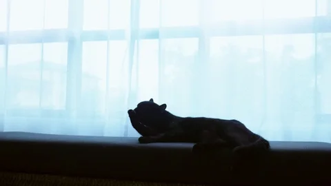 A black cat is lying on a ottoman against the background of a large window with Stock Footage 99417485